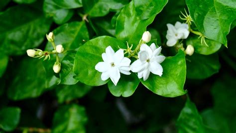 Feel special through fresh jasmine flower imported from india. Jasmine Plant Care & Growing Guide - Hobby Plants