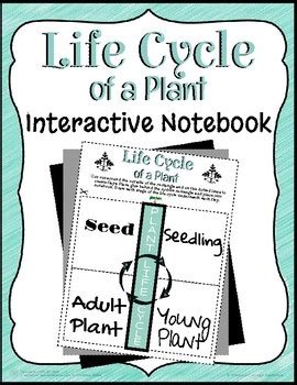Plant Life Cycle Interactive Notebook By Christine Bailes Tpt