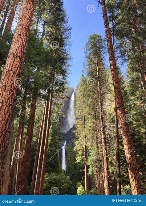 Yosemite Waterfalls Behind Sequoias Stock Photo Image Of Mountain