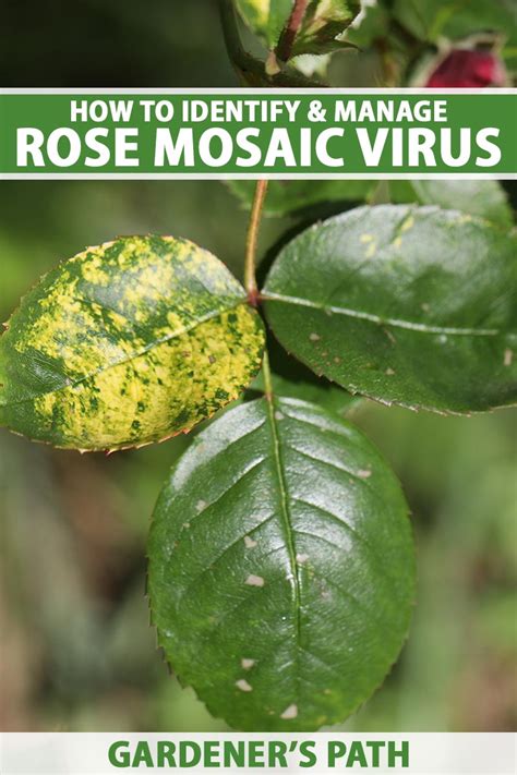 How To Identify Rose Mosaic Virus And What To Do About It