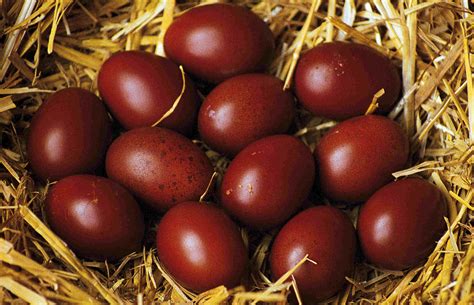Fête européenne de la Marans Cieux 2017