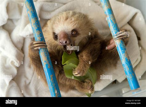 Hoffmanns Two Toed Sloth Choloepus Hoffmanni Orphaned Baby Aviarios