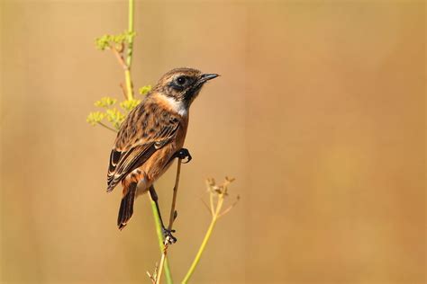 Maybe you would like to learn more about one of these? Blog de Carles Pastor: Tarabilla norteña