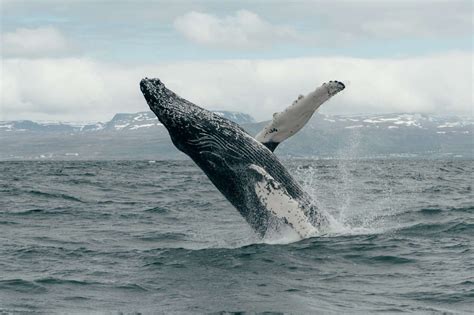 Classic Whale Watching Akureyri North Iceland