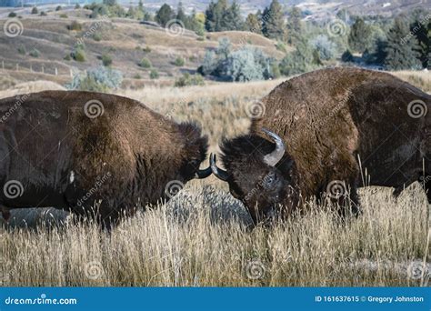 Two Bison Butting Heads And Horns Stock Image Image Of National