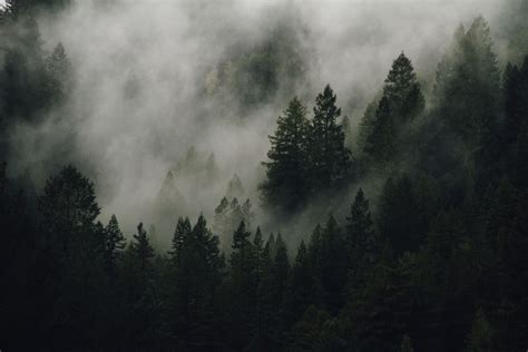 Grey Forest Pictures Download Free Images On Unsplash