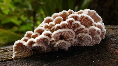 Fungus Mushrooms On Tree Trunk In Green Blur Background Hd Mushroom