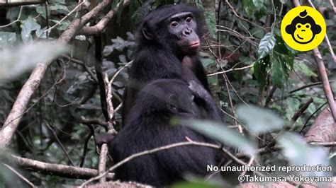 Grooming Behavior Among Wild Female Bonobos【observations Of Bonobos 186】 Youtube