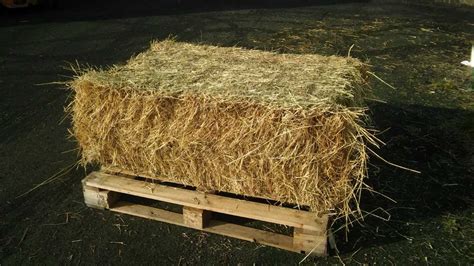 Timothy Hay Hay And Straw