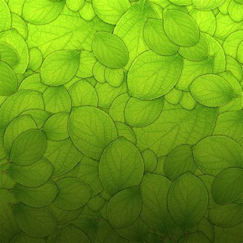 Leaves Texture Wallpapers Top Free Leaves Texture Backgrounds