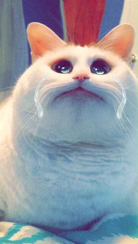 22 Pets Who Have Mastered Snapchat Snapchat Funny Funny Animal Memes