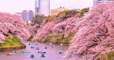 O japão feudal era um lugar extremamente diferente do que muitas pessoas acreditam hoje em dia. Japão: como aproveitar o festival Sakura das flores de ...
