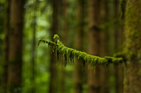 Macro Photography Of Green Leaved Tree · Free Stock Photo