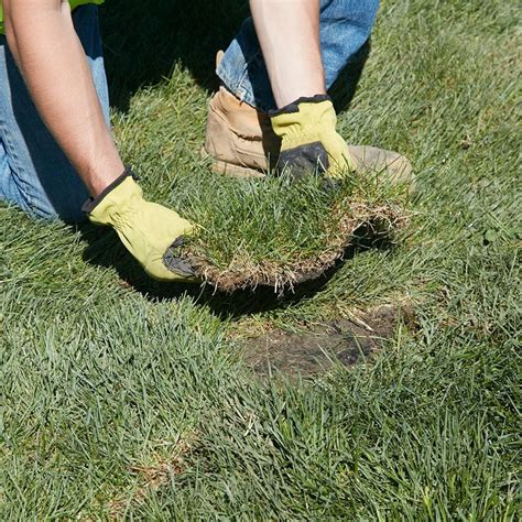 Achieve A Gorgeous Green Lawn Learn How To Lay Sod The Right Way
