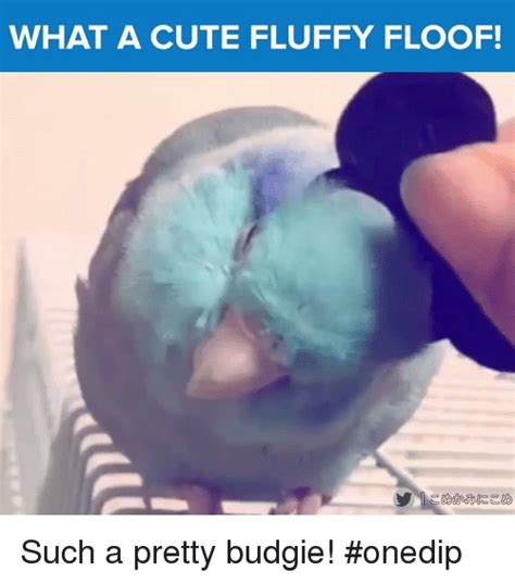 What A Cute Fluffy Floof こめかみにこめ Such A Pretty Budgie Onedip Meme On Meme