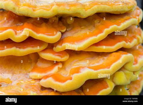 Bright Orange Fungus On Tree Hi Res Stock Photography And Images Alamy