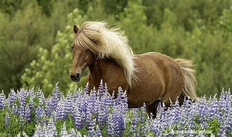 Red Horse Runs In The Lupine Ii Fine Art Horse Photograph Icelandic