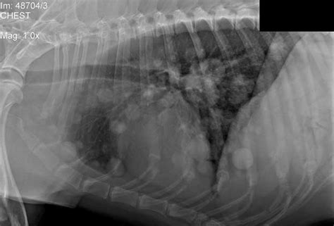 Is Lung Cancer In Dogs Common