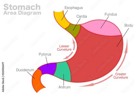 Fototapeta Stomach Area Diagram Parts Esophagus Cardia Fundus Body