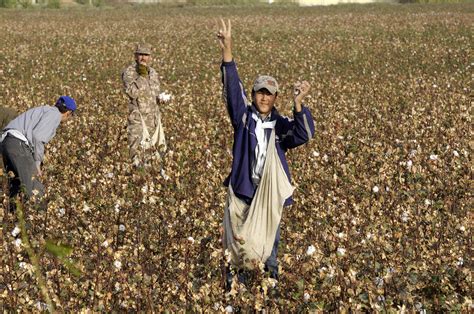 Cotton Field 1 Fergana Valley Pictures Geography Im Austria Forum