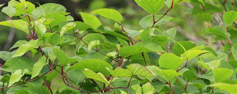 If it isn't dealt with correctly, it may cause thousands in damages. knotweed-japanese - Oliver Brown Ltd