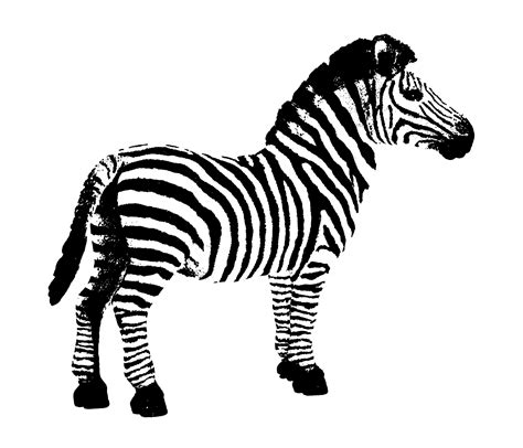 Zebra Clipart Free Pictures Wikiclipart