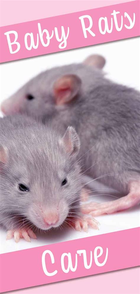 Baby Rats A Guide To Baby Rat Care Behavior And Development