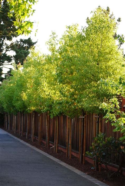 Emerald green arborvitae, thuja green giant, leyland cypress trees in urban spaces in pictures - Google Search ...