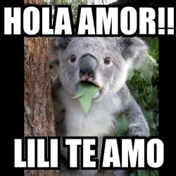 Meme Koala Hola Amor Lili Te Amo