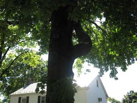 Long Island Certified Arborist Clearview Tree And Land