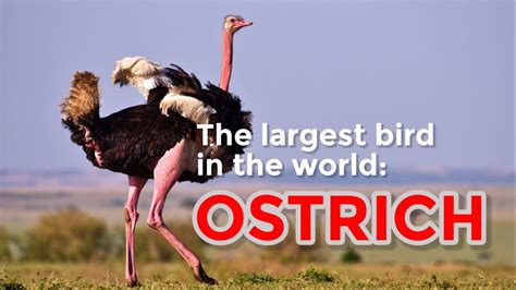 Facts About Ostriches Youtube