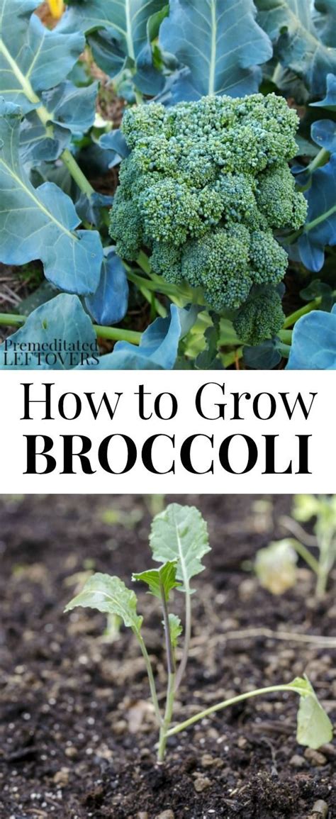 Here Are Tips For Growing Broccoli In Your Garden
