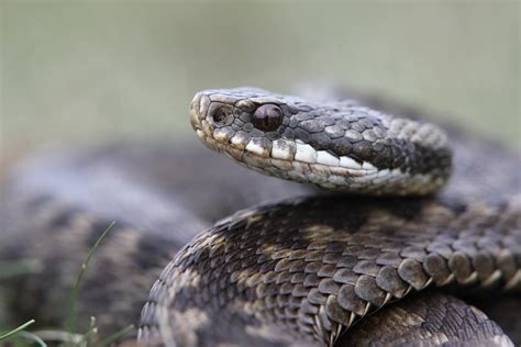 El N Zet Gondolatjel Folt Venomous Snakes In Great Britain Elk Nyeztet Kritikus Settle