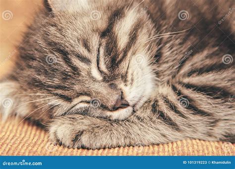Gray Kitten Sleeping On A Couch Stock Image Image Of Cute Eyes