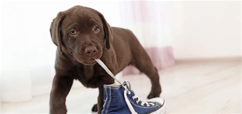 This names makes your dog sound like a goddess. Chocolate Lab Names - The Best Chocolate Names For Your ...
