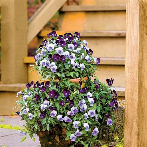 22 Ways To Use Pansies And Violas In Containers Fall Container Gardens