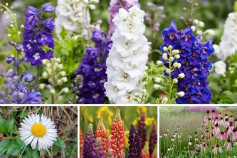101 Types Of Perennials A To Z Photo Database Perennials 40 Off