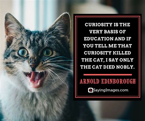 20 Curiosity Quotes Thatll Inspire You To Never Stop Questioning