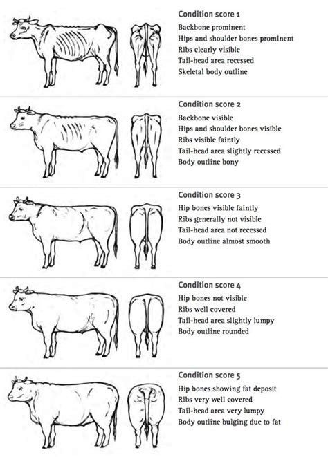 Cattle Body Condition Scoring Chart Audata