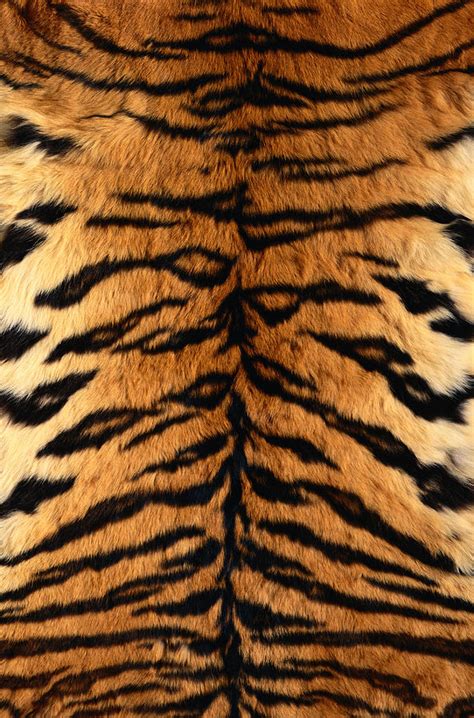 Bengal Tiger Fur By Siede Preis