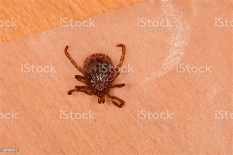 Inverted Tick With Mouthparts Visible Stock Photo Download Image Now