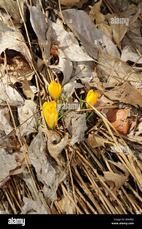 Crocus Emerging In Spring Crocus Lonlorus Stock Photo Alamy