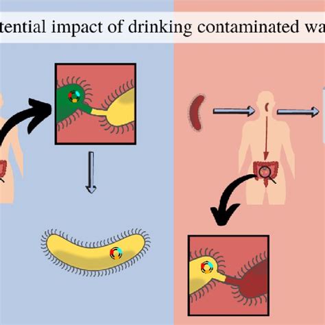 Sources Of Drinking Water Contamination Faecal Pollution Is A Common Download Scientific
