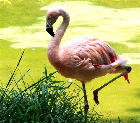 Flamingo De Shark Flickr