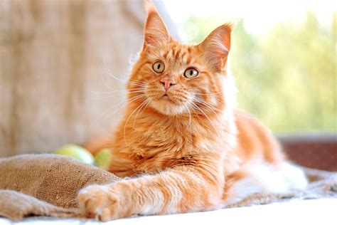 6 Types Of Orange Maine Coons Explained With Pictures