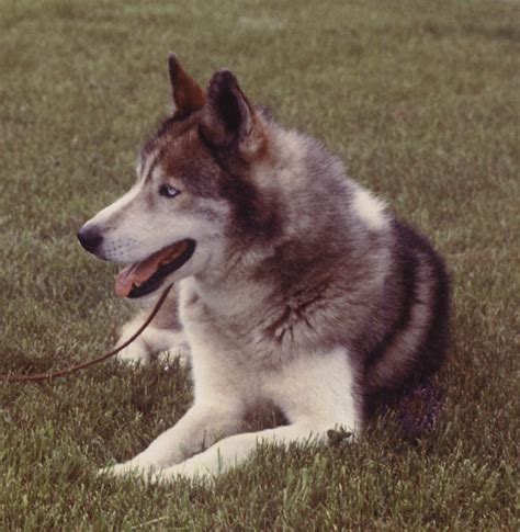 We sell husky puppies all across the united states including alaska. Seppala Siberian Sleddog Info, History, Temperament ...