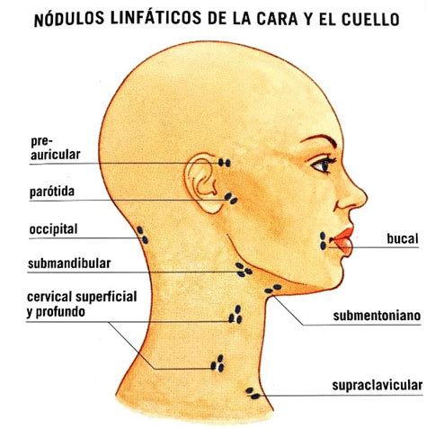 G Nglios Linf Ticos Inflamados En El Cuello Causas S Ntomas Y M S