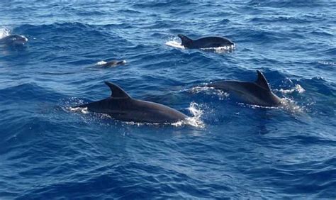 Study Dolphins In Bad Shape After Bps Gulf Of Mexico Oil
