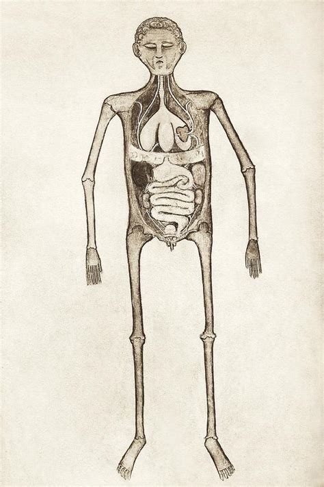 Internal Anatomy 14th Century Artwork Photograph By Sheila Terry