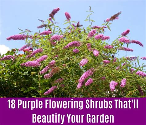 Summer Flowering Bushes Zone 5 5 6 Foot Evergreen Shrubs For Your